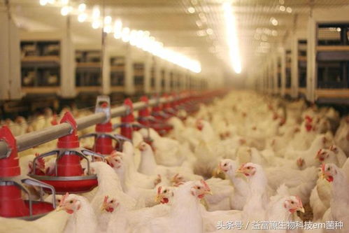 養殖肉雞提高效益的十大必由之路與光禽的屠宰及生產