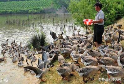 家禽養殖新藍海 特色致富路徑與高效模式探析