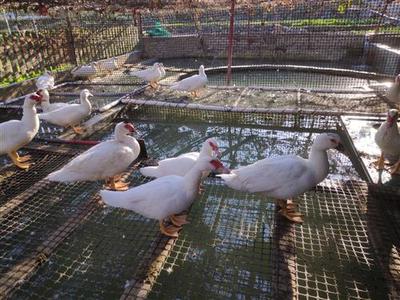 從鄉(xiāng)村魚塘家禽養(yǎng)殖到光禽屠宰生產 一條龍致富經